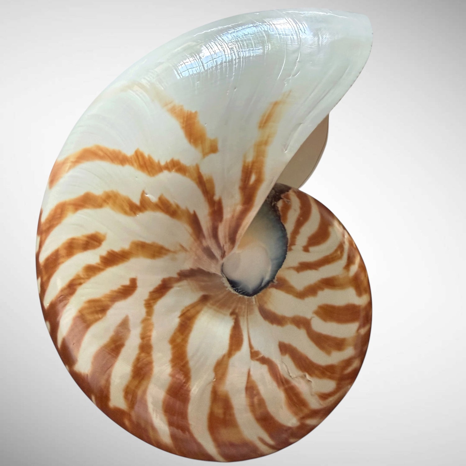 Nautilus Shells