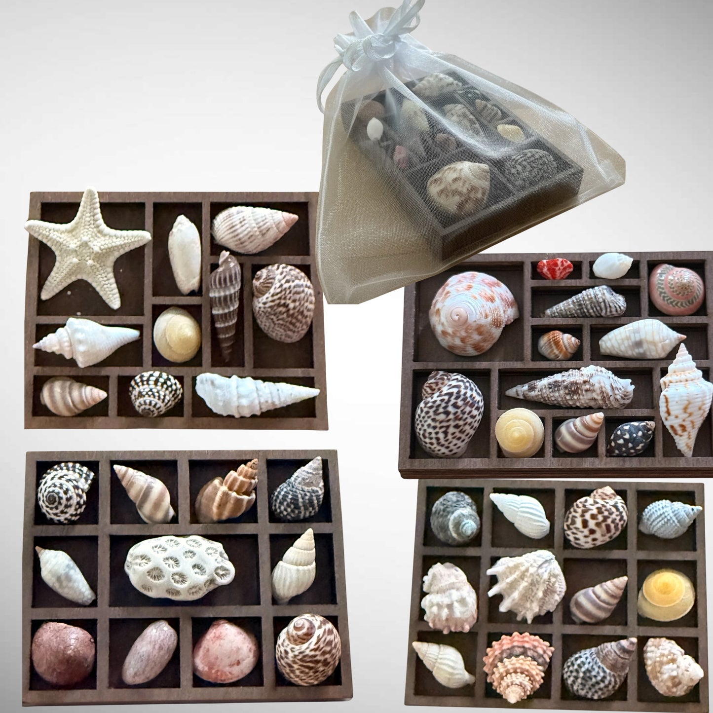 DIY kit Collection of mini seashells in curio cabinet