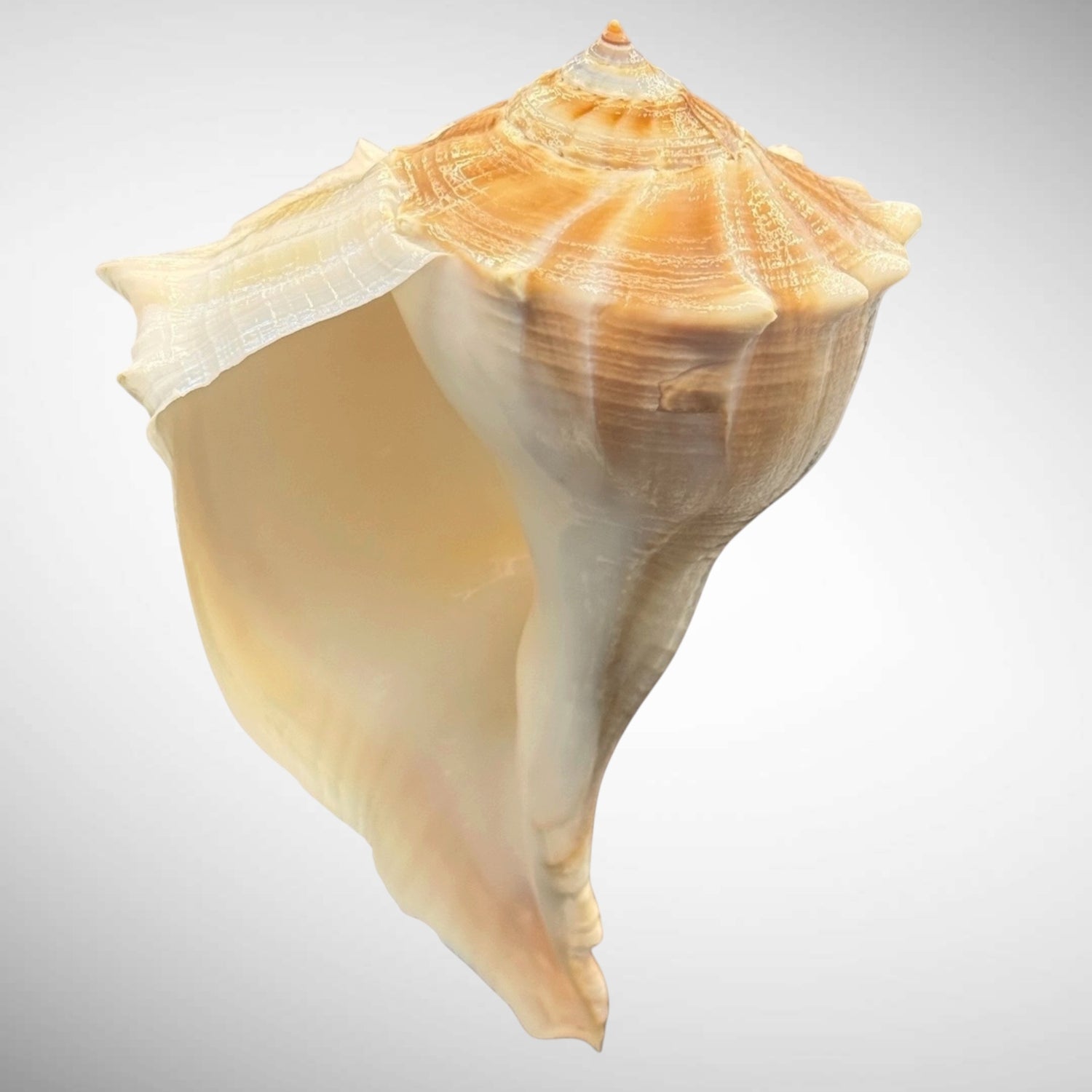 Florida Shells