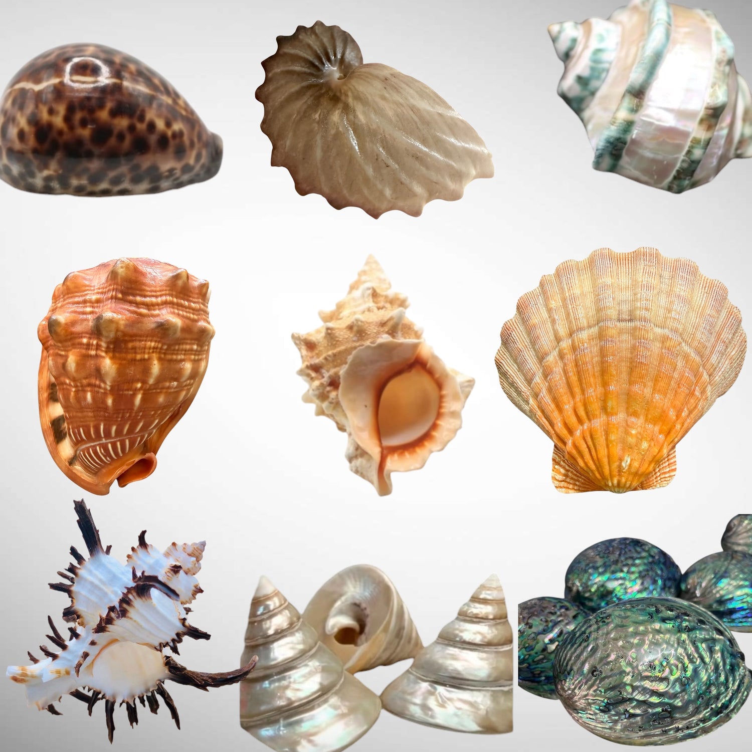 Shells around the world