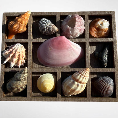 Collection of mini seashells in curio cabinet magnet