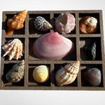 DIY kit Collection of mini seashells in curio cabinet