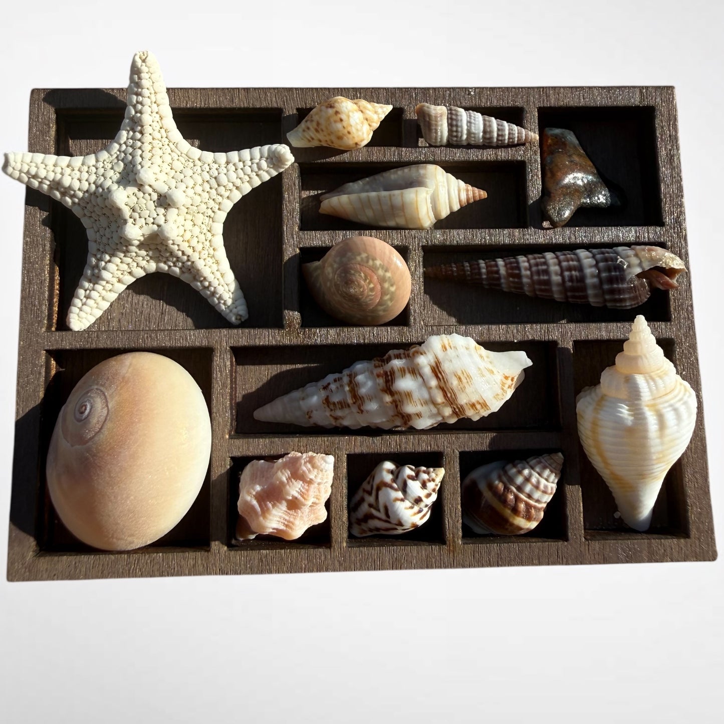 Collection of mini seashells in curio cabinet magnet