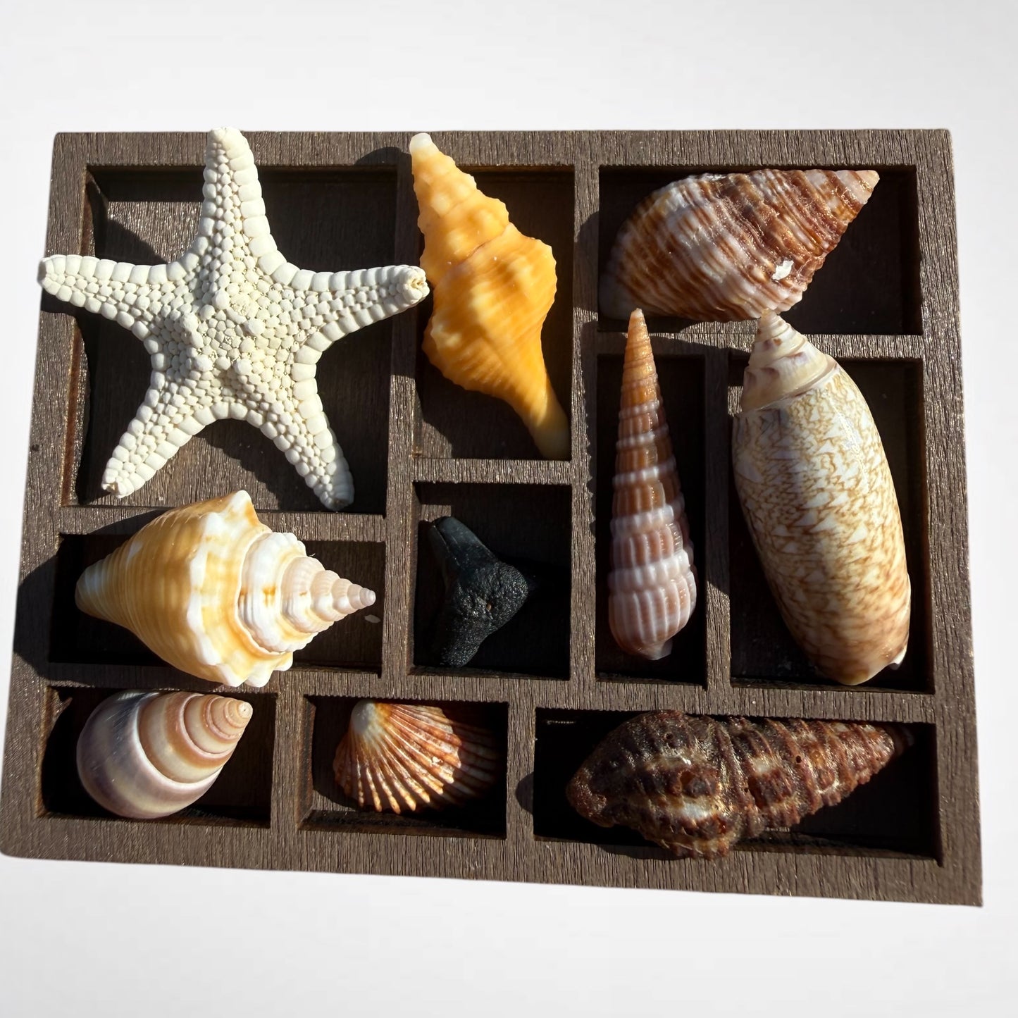 Collection of mini seashells in curio cabinet magnet