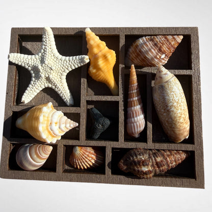 Collection of mini seashells in curio cabinet magnet