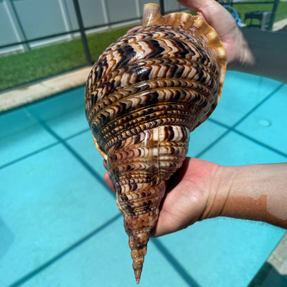 Giant Charonia Triton Trumpet