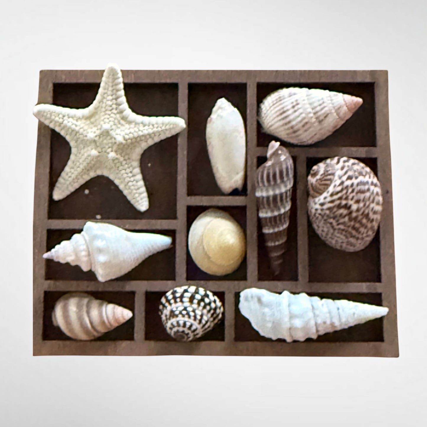 Collection of mini seashells in curio cabinet magnet