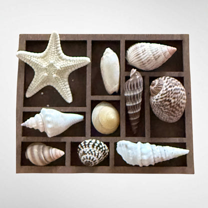 Collection of mini seashells in curio cabinet magnet
