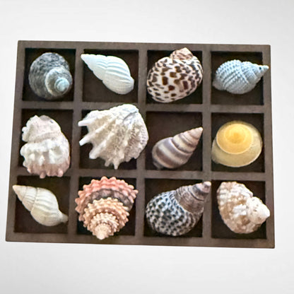 Collection of mini seashells in curio cabinet magnet