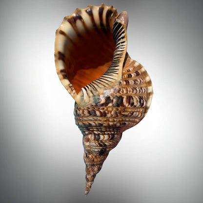 Giant Charonia Triton Trumpet