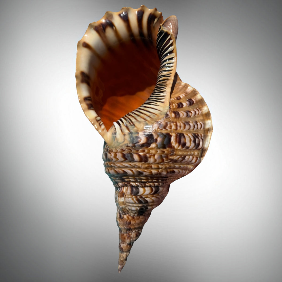 Giant Charonia Triton Trumpet