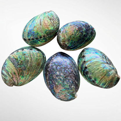 Blue and Green Abalone Seashells