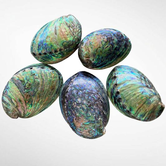 Blue and Green Abalone Seashells