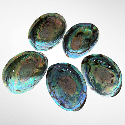 Blue and Green Abalone Seashells