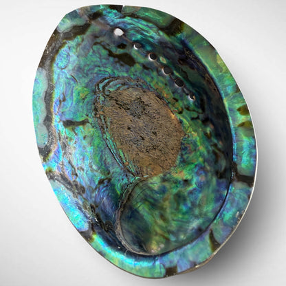 Blue and Green Abalone Seashells