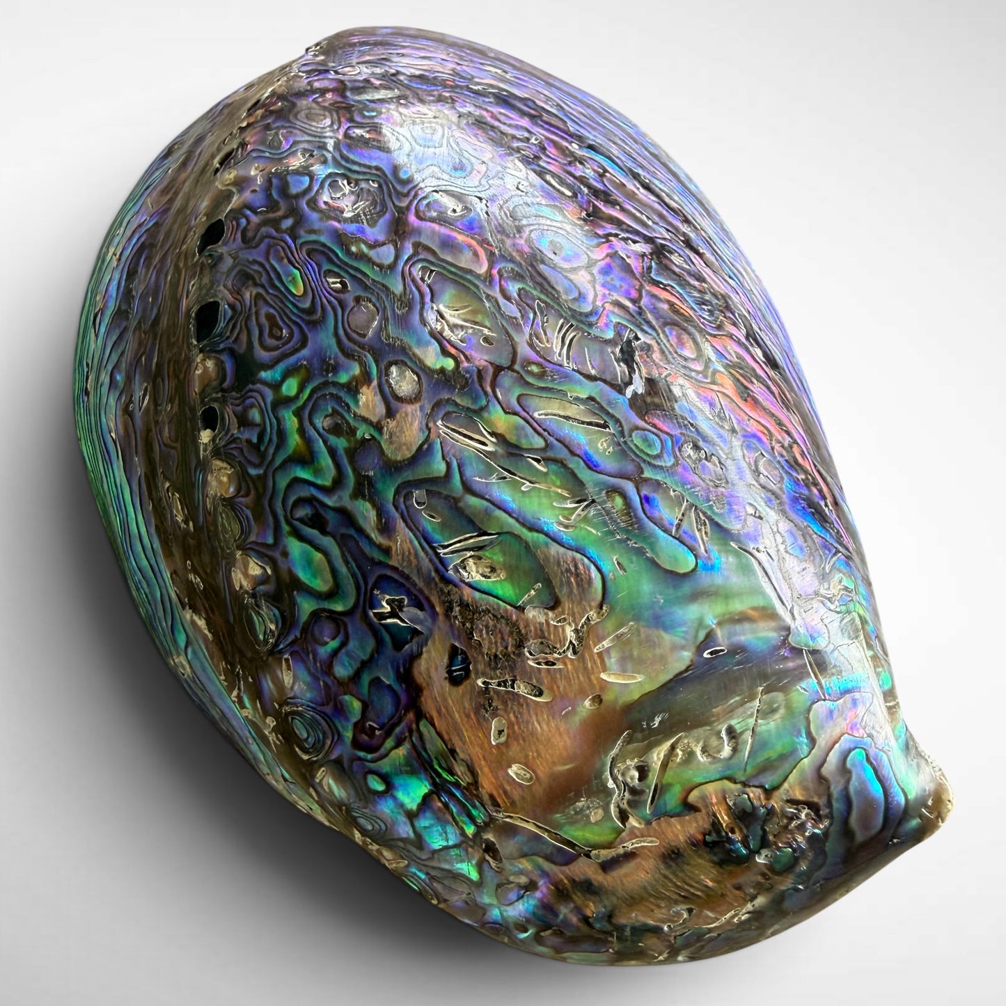 Blue and Green Abalone Seashells