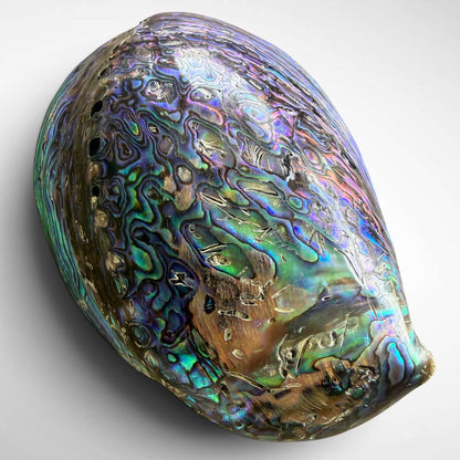 Blue and Green Abalone Seashells