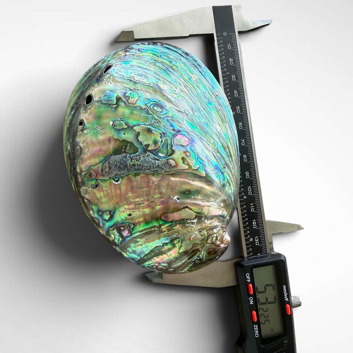 Blue and Green Abalone Seashells