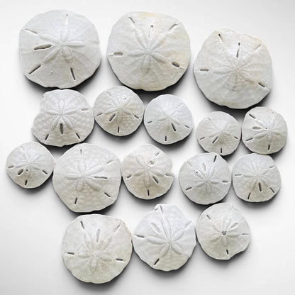 Florida Sand Dollar