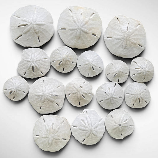 Florida Sand Dollar