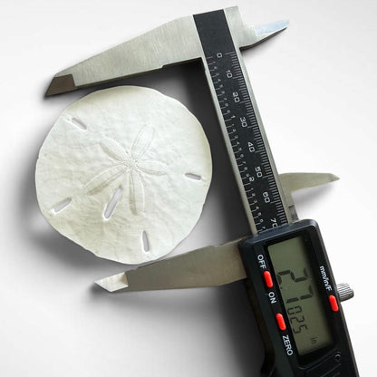Florida Sand Dollar