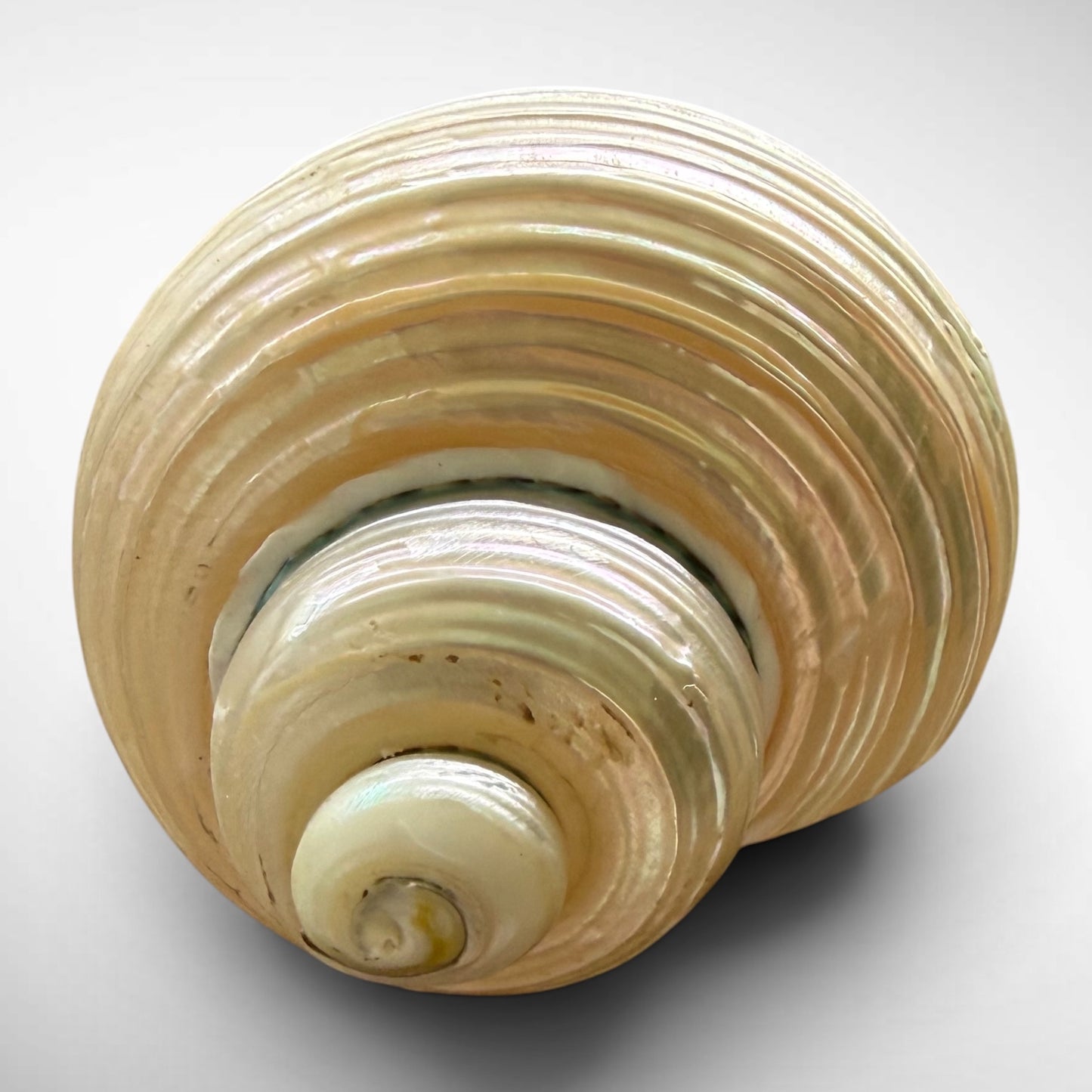 Pearlised Turbo Seashells