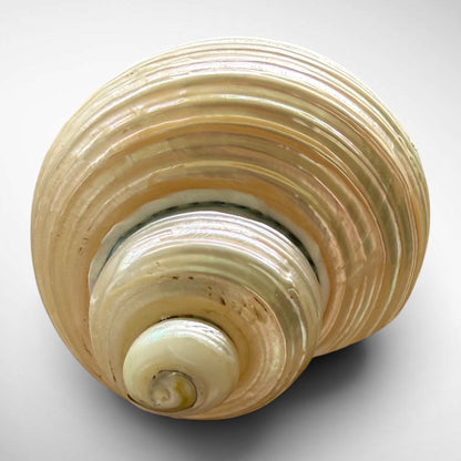 Pearlised Turbo Seashells