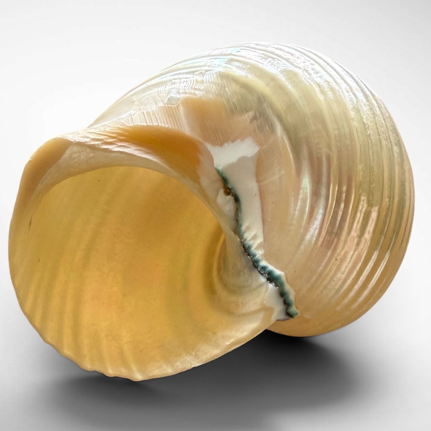 Pearlised Turbo Seashells
