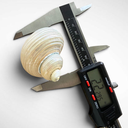 Pearlised Turbo Seashells