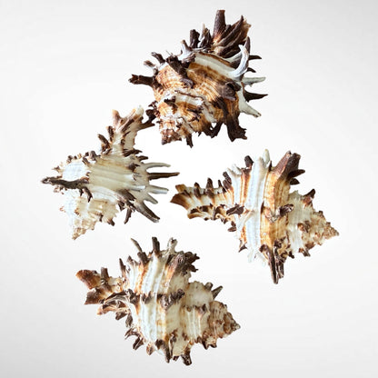 Spiny Murex