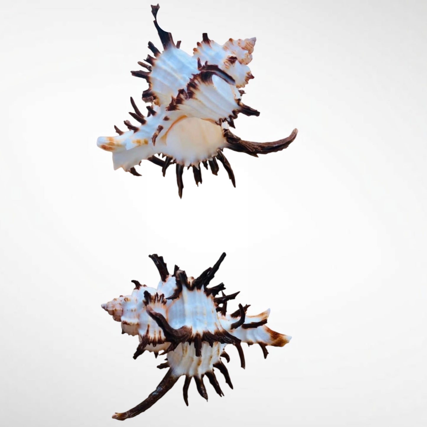 Spiny Murex