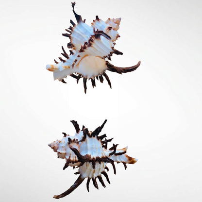 Spiny Murex