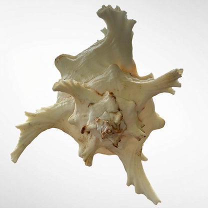 Murex Ramosus