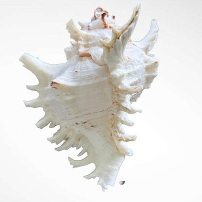 Murex Ramosus