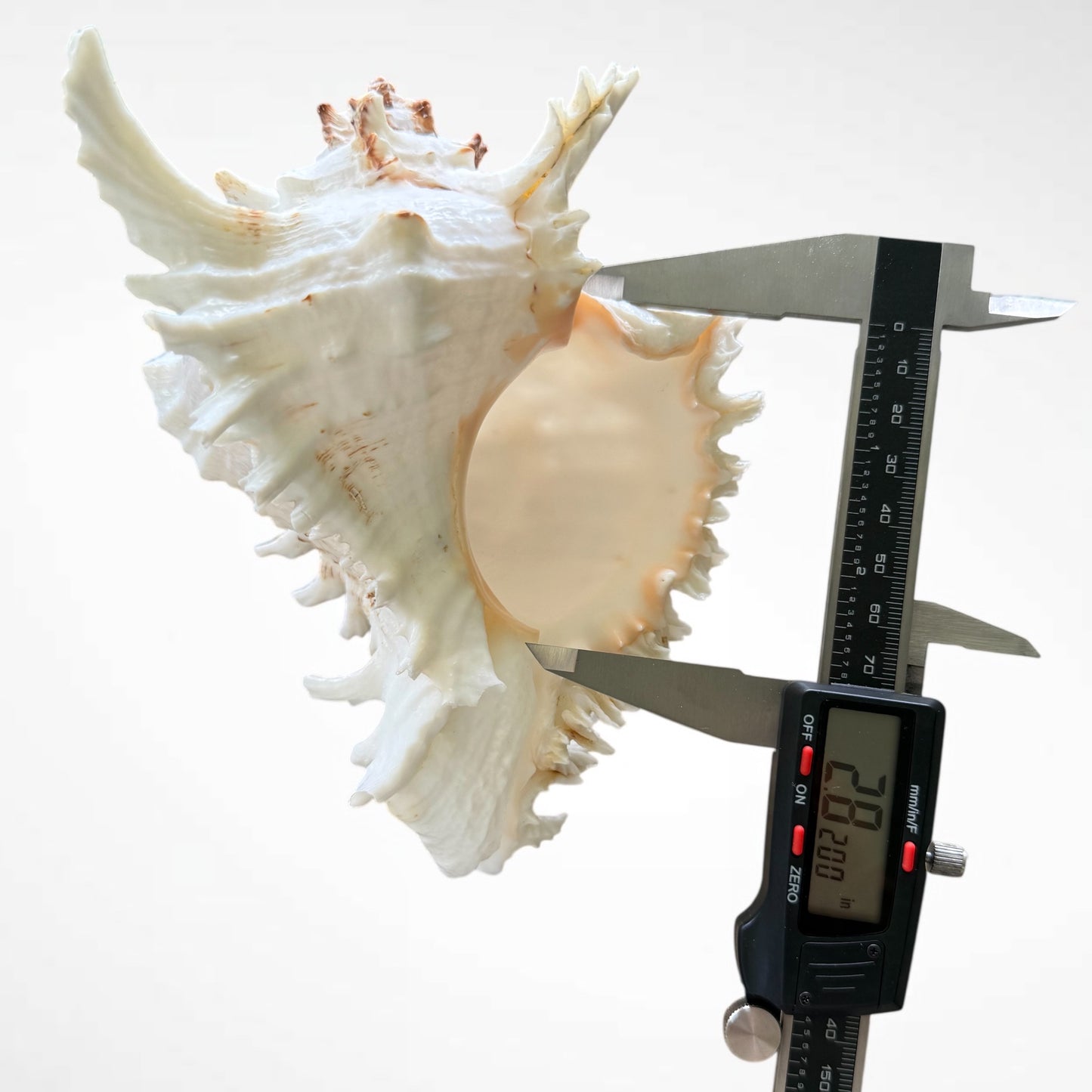 Murex Ramosus