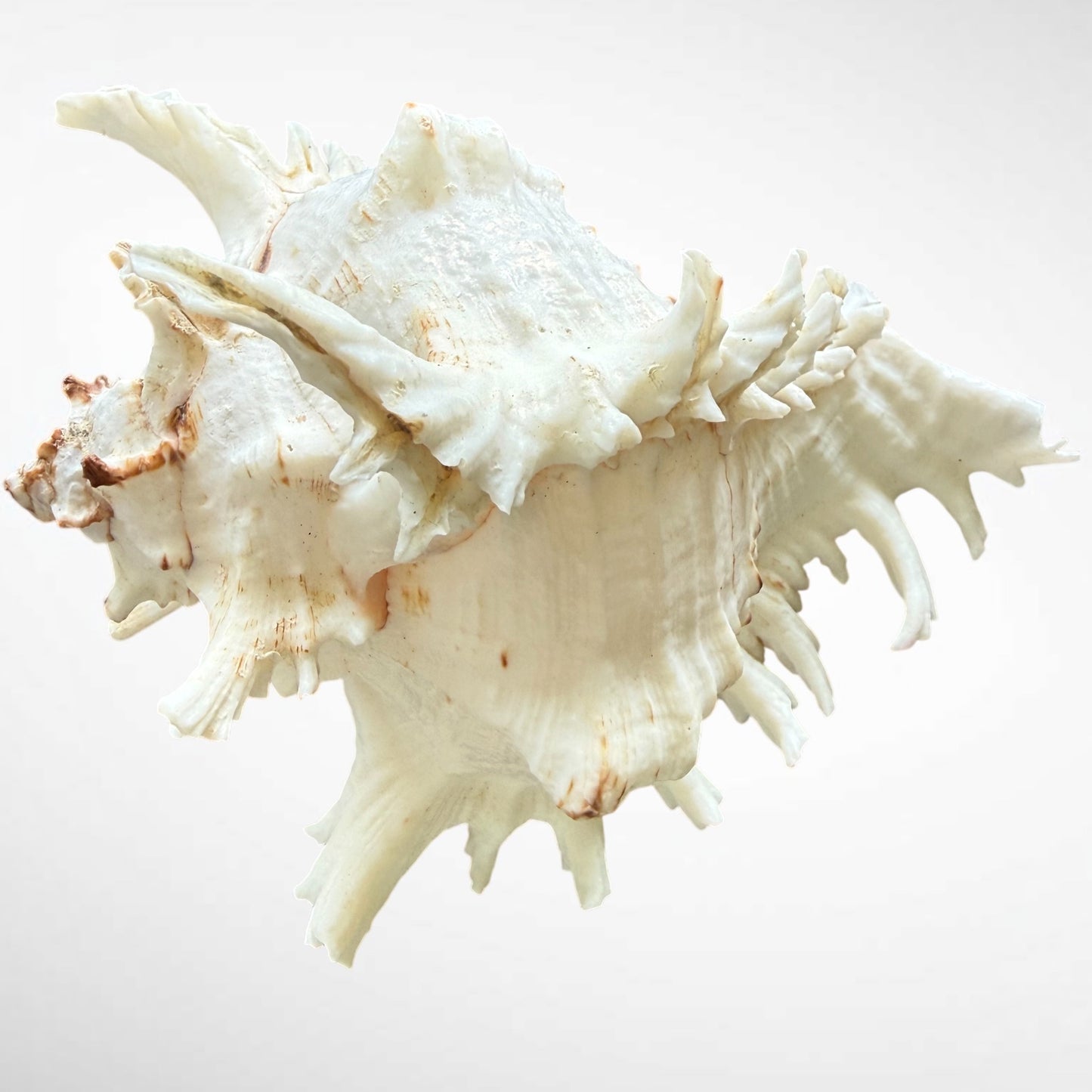 Murex Ramosus