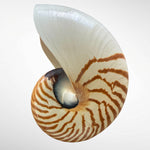 Chambered Nautilus/ Nautilus Pompilius