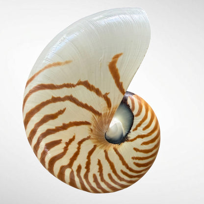 Chambered Nautilus/ Nautilus Pompilius