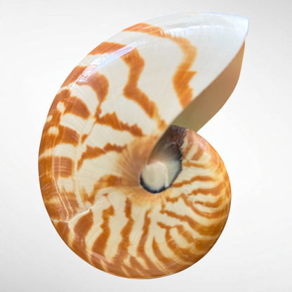 Chambered Nautilus/ Nautilus Pompilius
