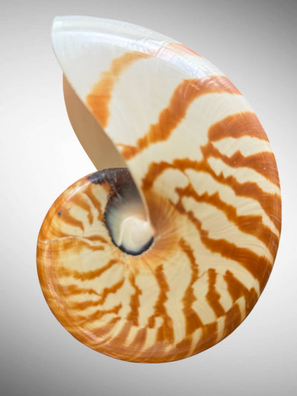 Chambered Nautilus/ Nautilus Pompilius