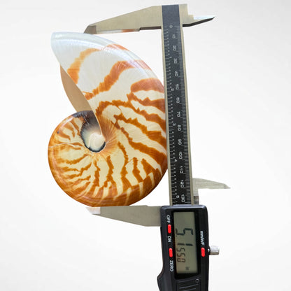 Chambered Nautilus/ Nautilus Pompilius