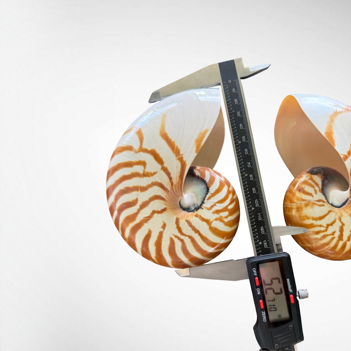 Chambered Nautilus/ Nautilus Pompilius