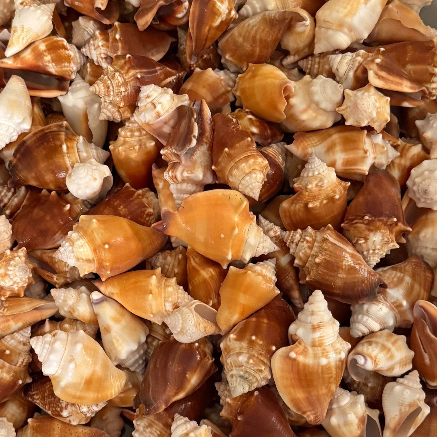 Florida Fighting Conches