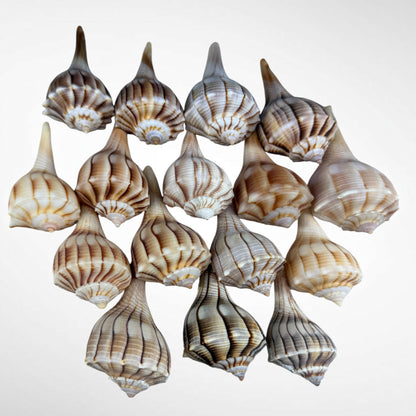 Florida Lighting Whelk
