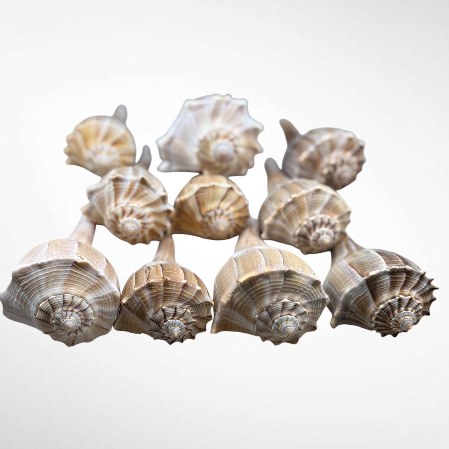 Florida Lighting Whelk