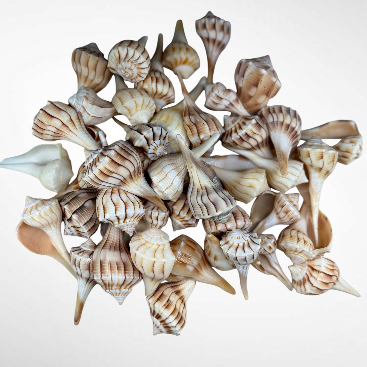 Florida Lighting Whelk