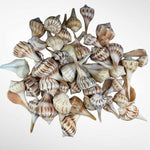 Florida Lighting Whelk