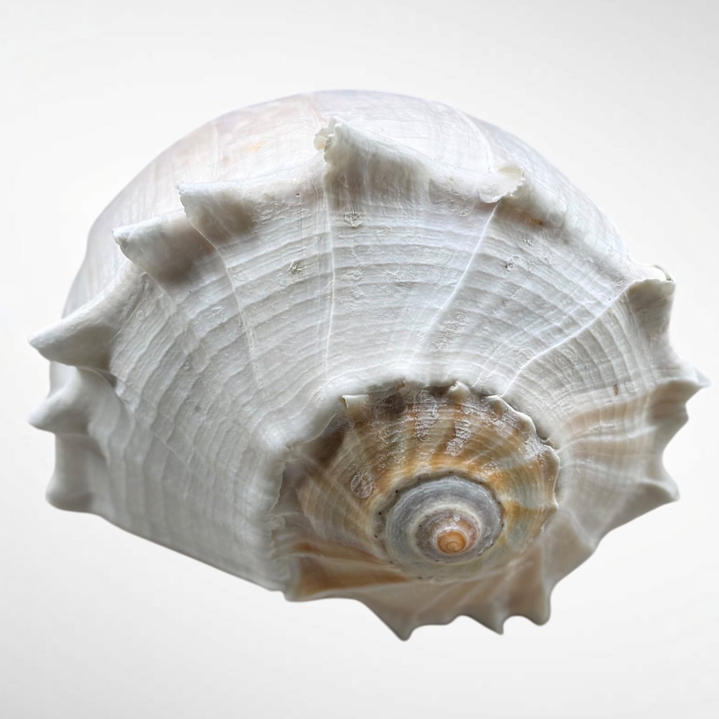 Florida lighting Whelk giant
