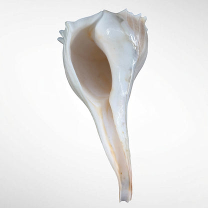 Florida lighting Whelk giant
