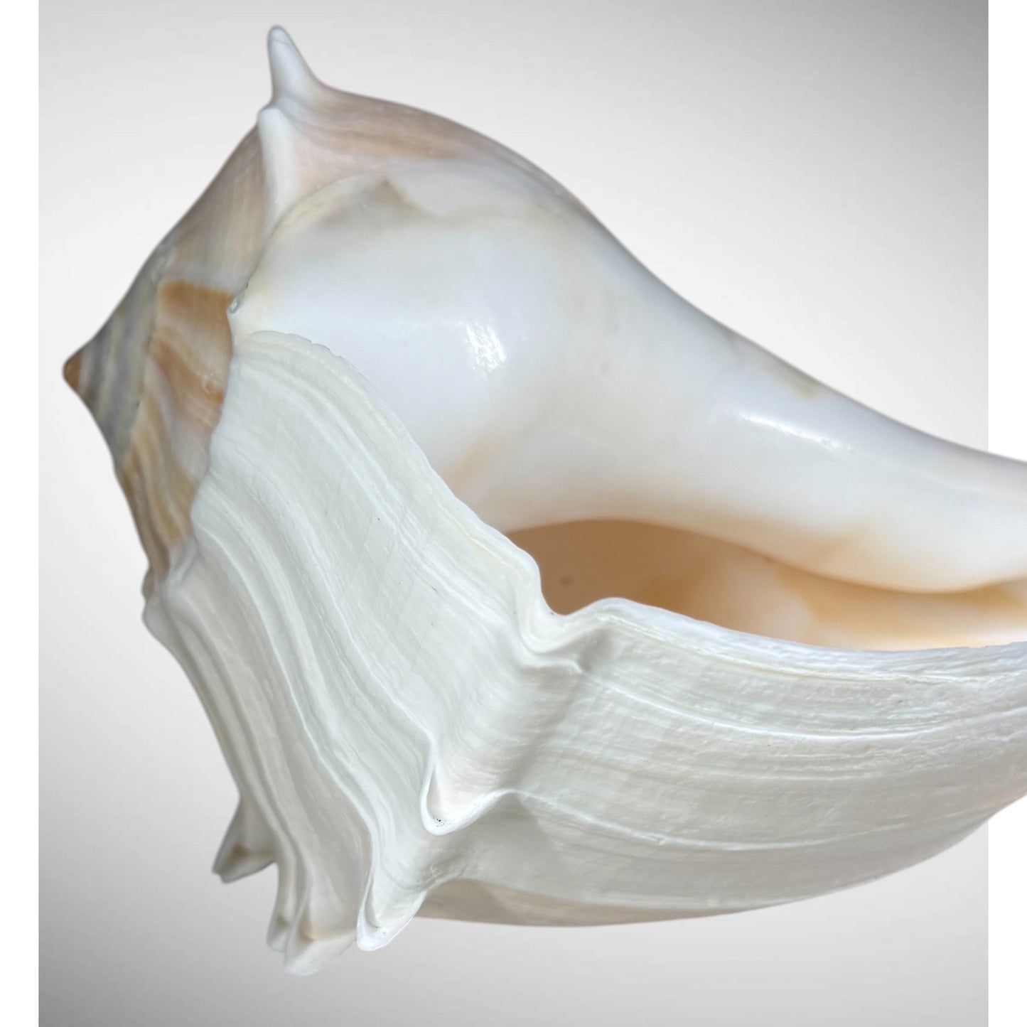Florida lighting Whelk giant